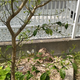 こんにちは　アゲハちゃんの画像