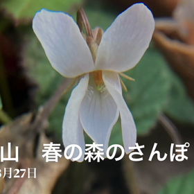 大川山　春の森が語りかけてくるものの画像