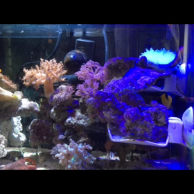 ソメワケ、初エサの画像