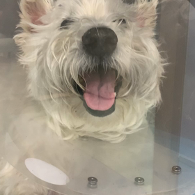 復活の兆しの画像