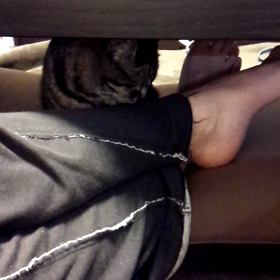 よし子としっぽ(  ᵒ̴̶̷᷄௰ᵒ̴̶̷᷅  )の画像