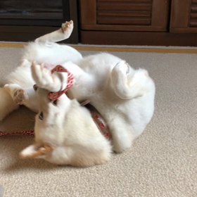 ウメ、新体操の画像