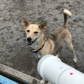 ハンビー水攻撃の画像