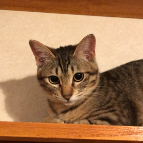 柵はタワーの画像