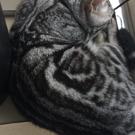 とらぢ@25の画像