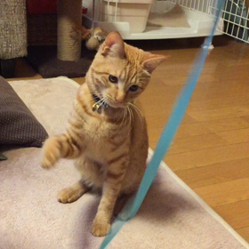 リボン大好きの画像