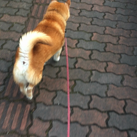 はなダッシュ！！の画像