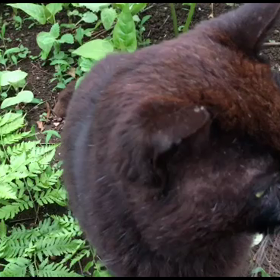 ジジ猫の日々の画像