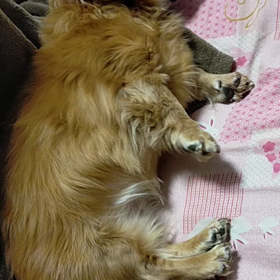 ミニチュアダックスフンドのトロロさんの画像