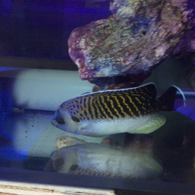 タイガー状態最高(^^)の画像