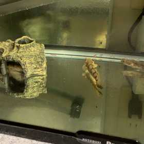 エンドリケリーの画像