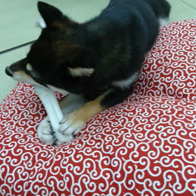 ★ かわいいなぁ～★の画像