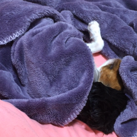 ■ねぼけまなこ■の画像