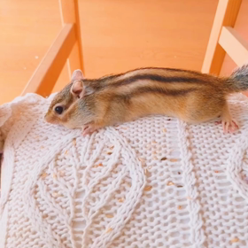 ちびっこ隊員クールダウン♪の画像