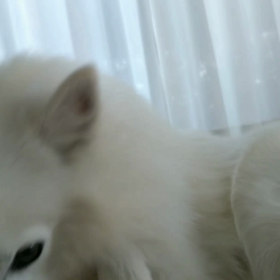 きょうのシャチの画像