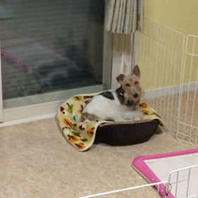 おとまりさんたちの画像