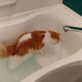 お風呂に入ってみた猫の画像
