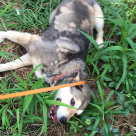 夏が懐かしいの画像