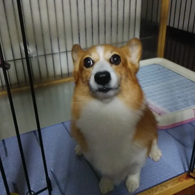 ご飯の前は…の画像