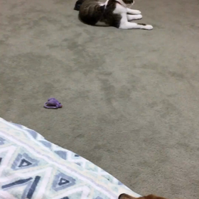 懐かしい動画とともに忍…チップ君の3回目の月命日。デールの病院。の画像