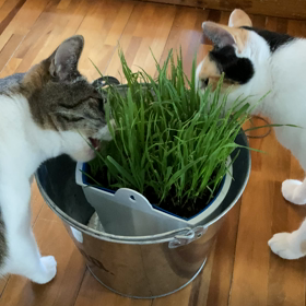 猫ちゃんは草が好き！の画像