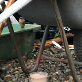 確か渡り鳥('◇')ゞ　ジョウビタキのジョビの画像