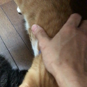 里親様募集中のハクくんの画像