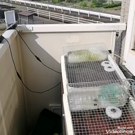 わが家のメダカの画像