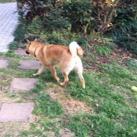 ウロウロの画像