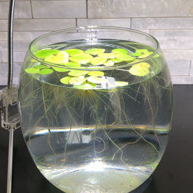 稚魚たちを移動の画像