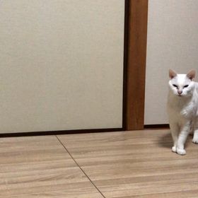 お腹すいた？　ごはん食べる？の画像