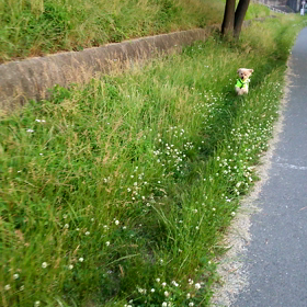 きょうも元気U^ェ^U⤴の画像