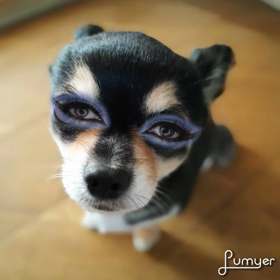 (*´艸`*)の画像
