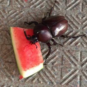 カブトムシの画像