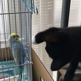 ピーちゃんちに訪問(^^)の画像