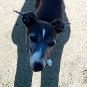 バックステップ強化の画像