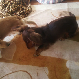 暴れん坊将軍隊の画像