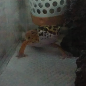 Today'sレオパの画像