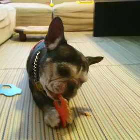 お久しぶりです よねです。の画像