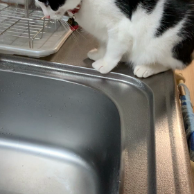 水道は…不思議にゃの画像