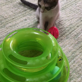 朝から元気な子猫組の画像