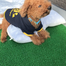 お正月のご挨拶の画像