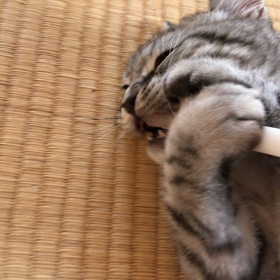 ちくわの歯磨き(o^^o)の画像