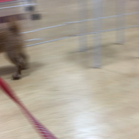 エマ、お利口だ。の画像