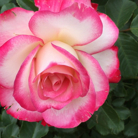 見頃の薔薇園の動画！香りに癒されるの画像