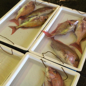 鯛が大漁！海がおかしい⁉︎の画像