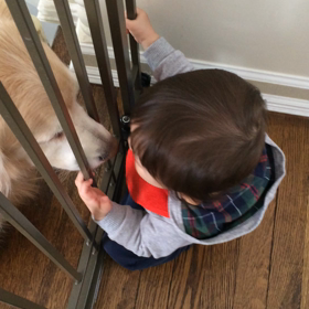 やっぱり犬が好き、、の画像