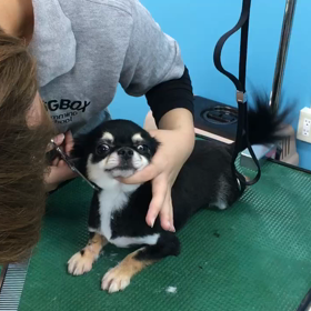 DOGBOXトリミングスクールの画像