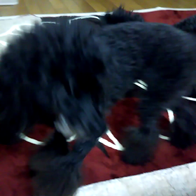 ハイテンション❗の画像