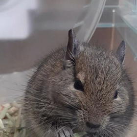 (100)今日のアンジェラ　98日目編の画像